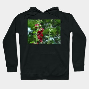 Red Hollyhocks Hoodie